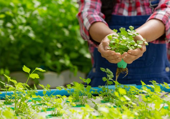 Memiliki Lahan Minim Untuk Berkebun? Coba Hidroponik Yuk!