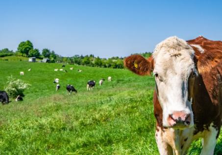  Idul Adha dan Makna Pengorbanan Melalui Kepedulian Alam